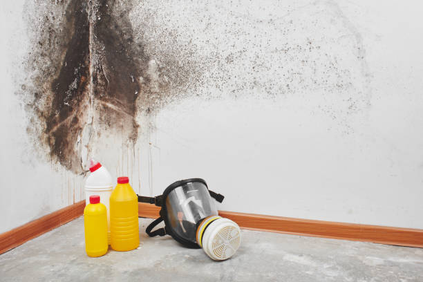 Best Residential Mold Remediation in Muncie, IN