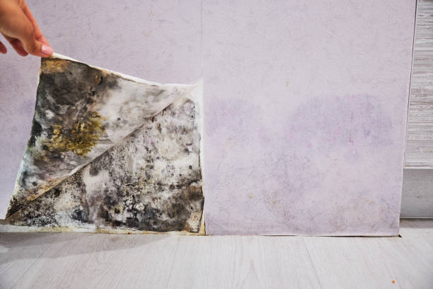 Best Mold Testing and Inspection Services in Muncie, IN